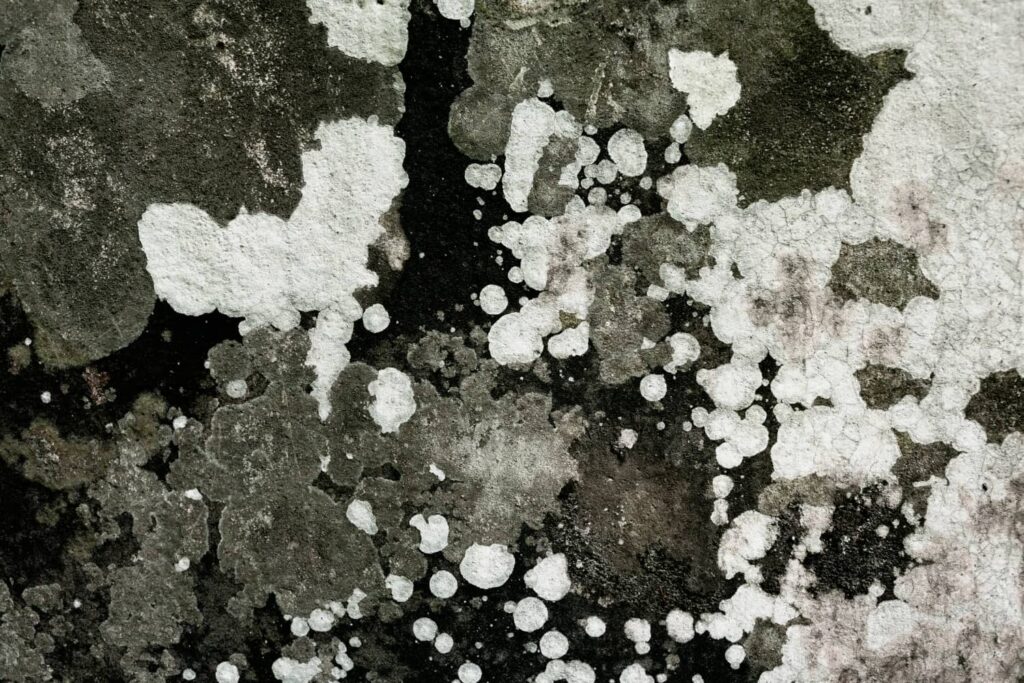 Top Water Damage Mold Inspection