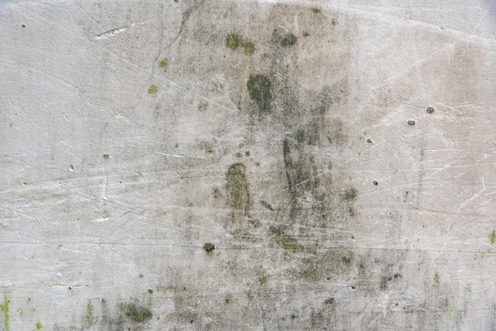 Professional Toxic Mold Removal Services